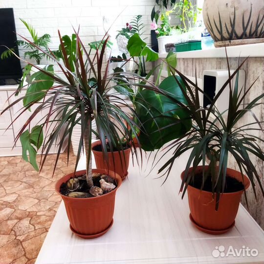 Комнатные растения и цветы