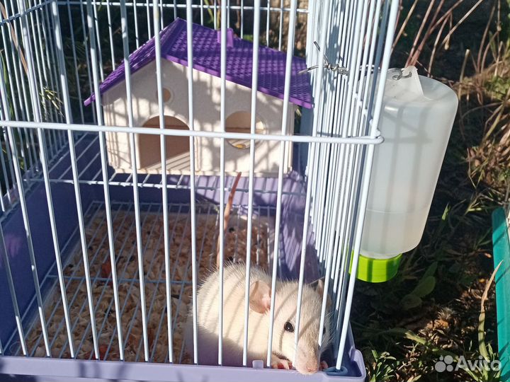 Крысы домашние