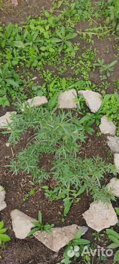 Облепиха саженцы Августина и Аллей