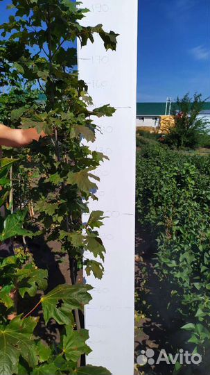 Клён остролистный, саженцы с питомника