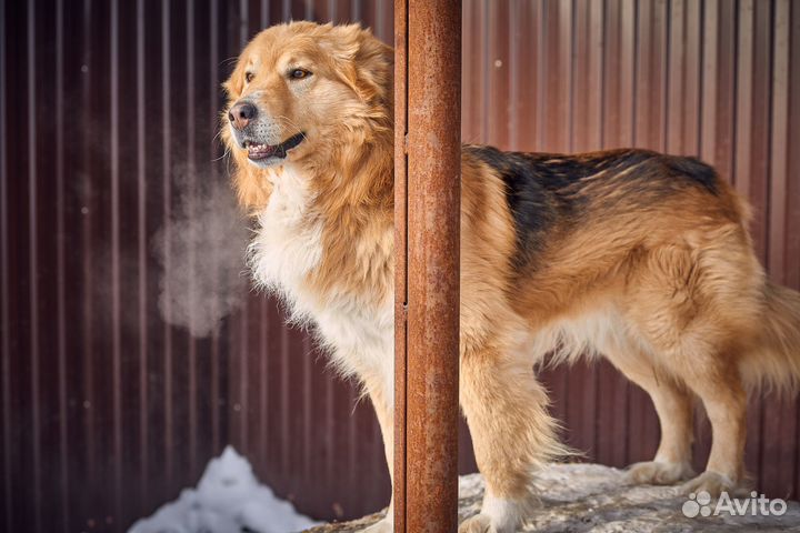Макс ищет добрую семью