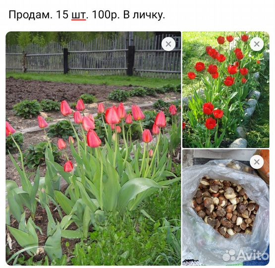 Луковицы тюльпанов для выгонки