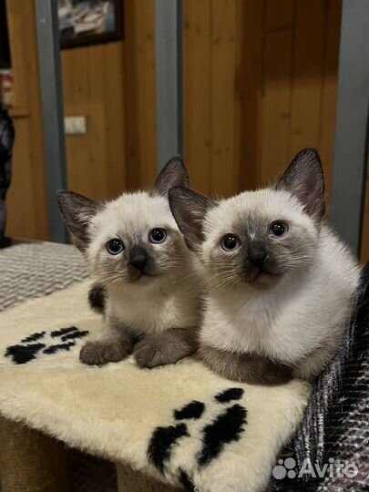 Сиамские котята