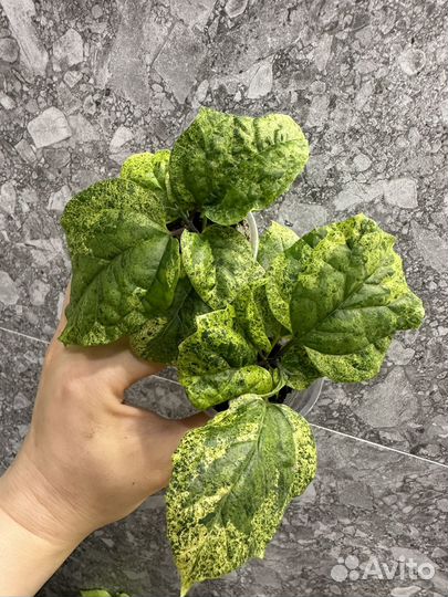 Комнатные растения часть 3