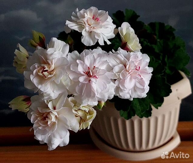 Пеларгония герань сортовая (коллекционная) разные