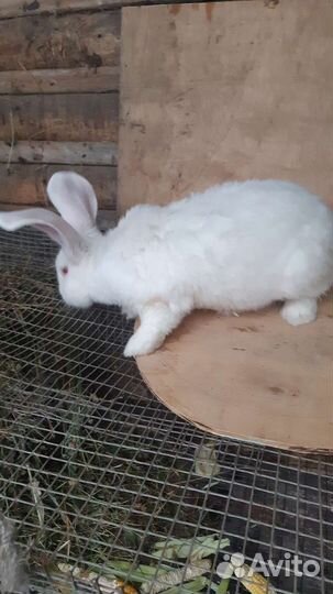 Самец белый панон самка фландр