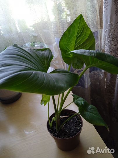 Спатифиллум («женское счастье»)