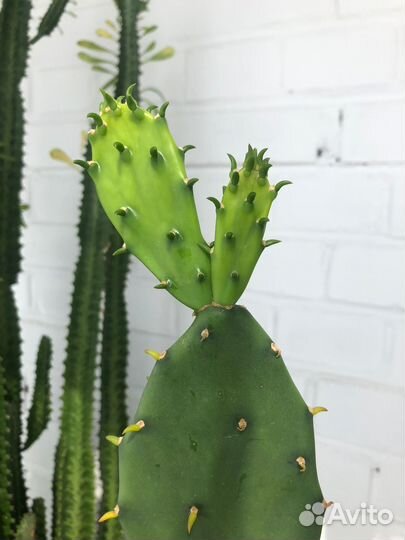 Кактус Маммилярия Опунция Аустроцилиндропунция