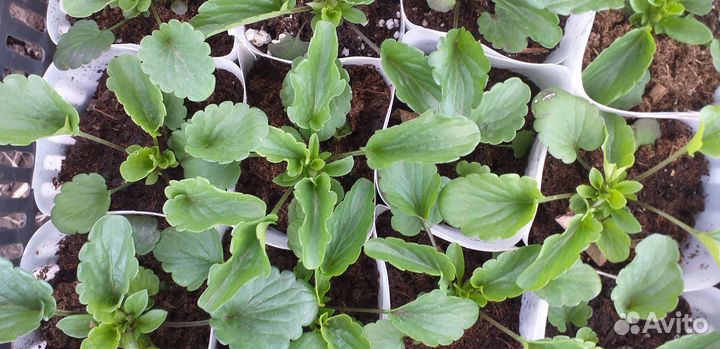 Рассада огурцов, цветов