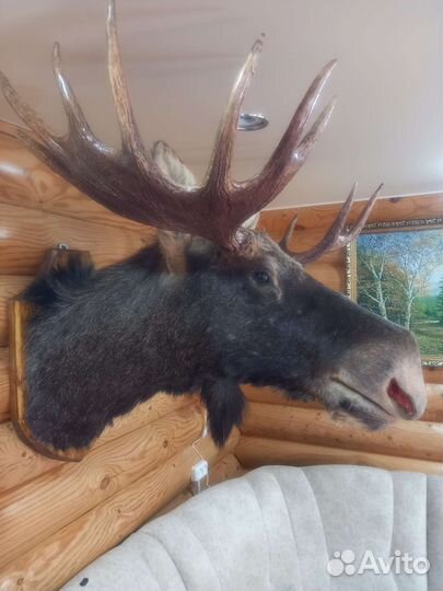 Чучело головы лося