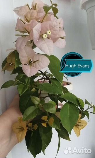 Бугенвиллии список сортов по наличию