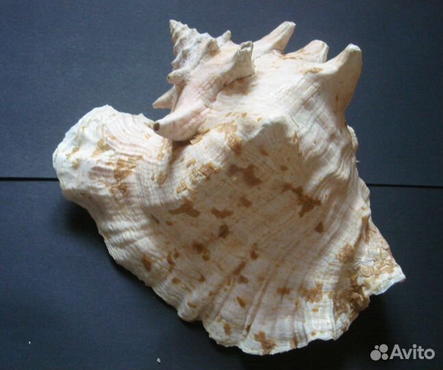 Ракушка океаническая большая