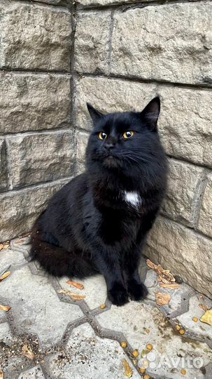 Кот в добрые руки