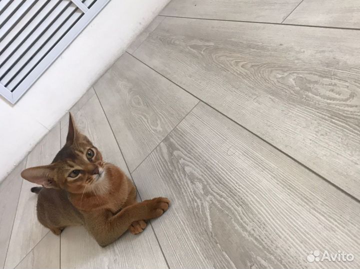 Абиссинская кошечка