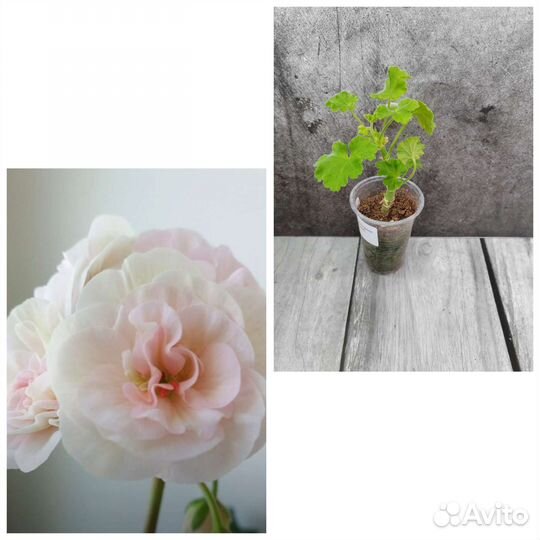 Пеларгония сортовая