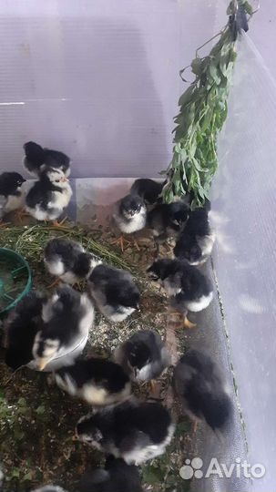 Черн.Джерсийский гигант