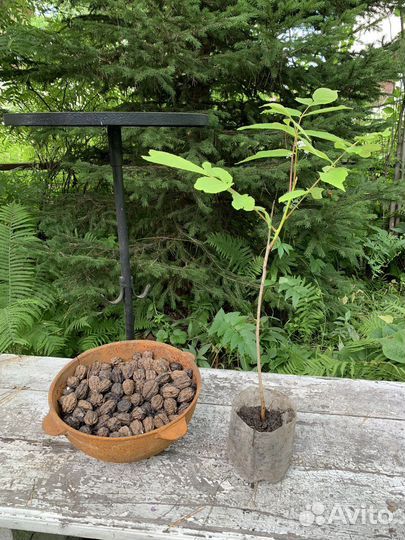 Продам красивейший папоротник страусово перо