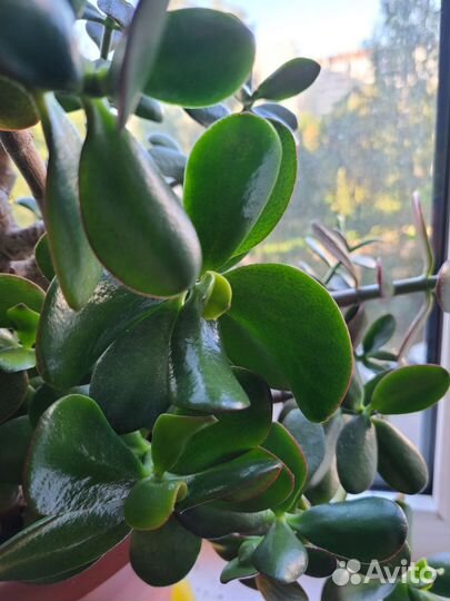 Денежное дерево толстянка в горшке