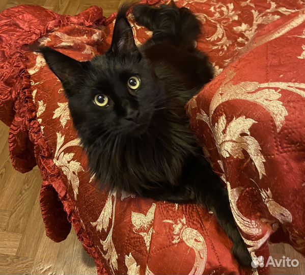 Груминг Передержка Стрижка собак и кошек