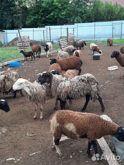 Овцы бараны ягнята