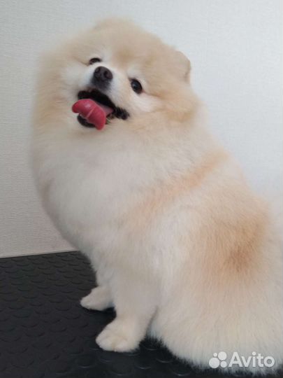 Стрижка собак