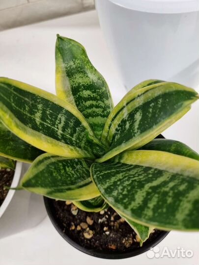 Сансевьерии 5видов детки