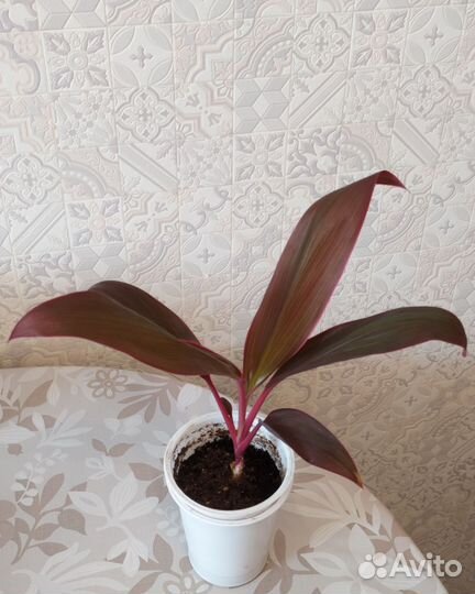 Пальма кордилина