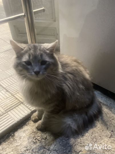 Пристраивается котик