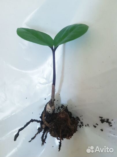 Замиокулькас, долларовое дерево