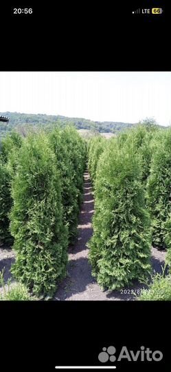 Озеленение, туи и деревья любых видов и размеров