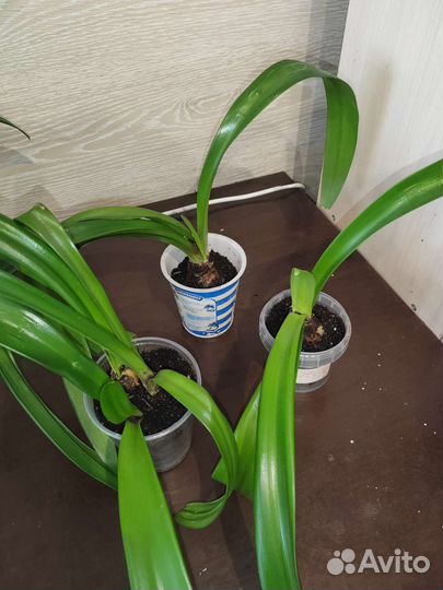 Комнатные растения и рассада