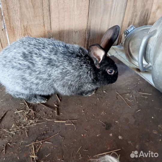 Полтавское серебро