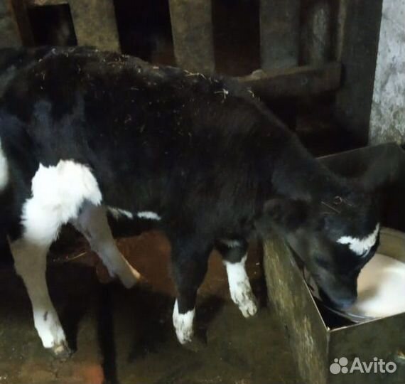 Телята месячные