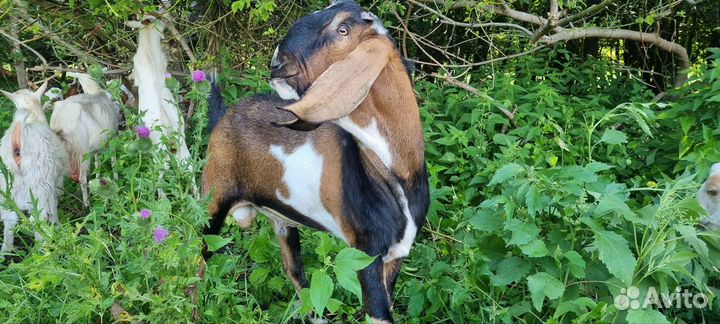 Нубийский козел и козы