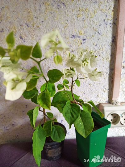 Бугенвиллия