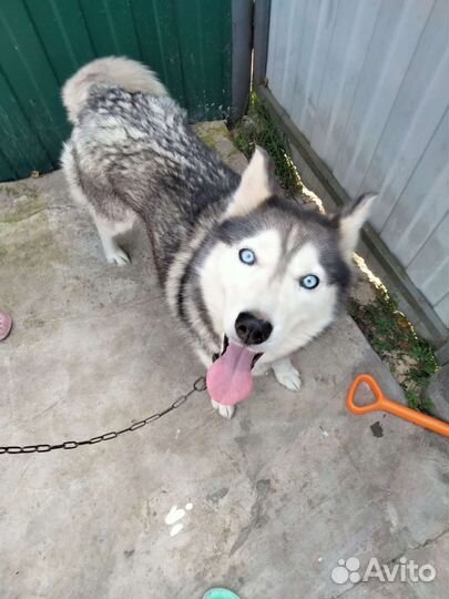 Сибирский хаски