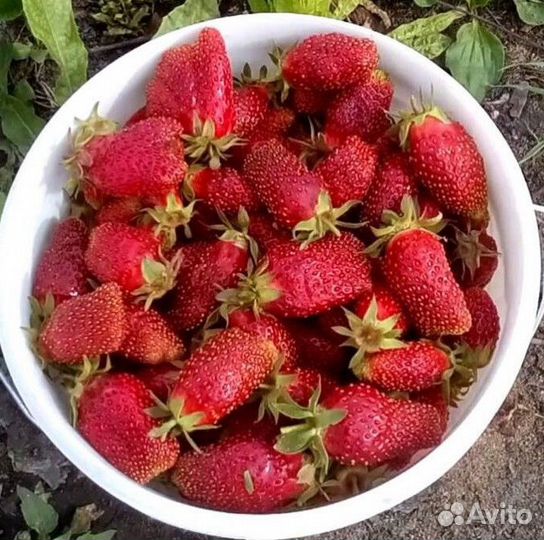 Клубника Купчиха Рассада