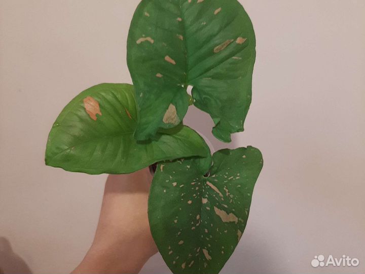 Сингониум Три сорта