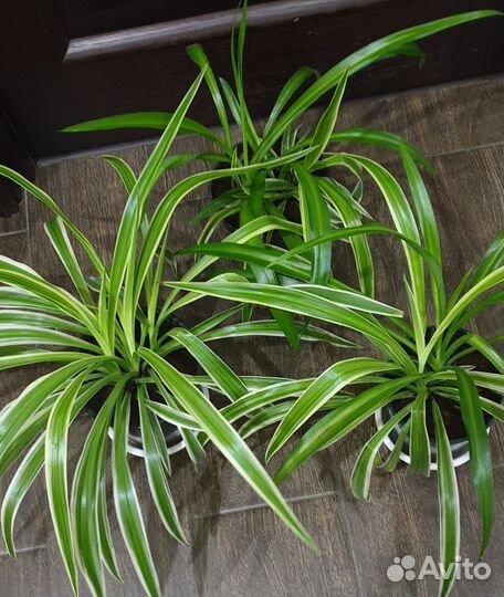 Хлорофитум