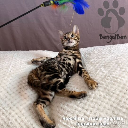 Бенгальская