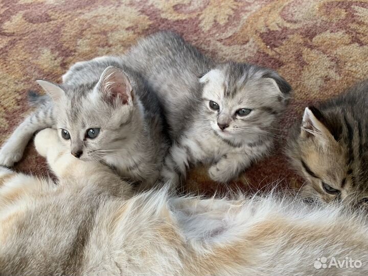 Котята от британской вислоухой кошки бесплатно