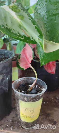 Аглаонемы сортовые