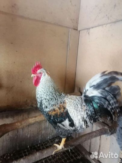 Петухи амерауканы, легбары