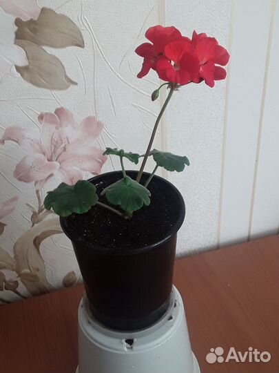 Пеларгония герань