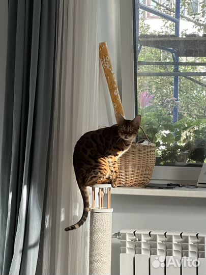 Отдам Бенгальского кота в опытные руки