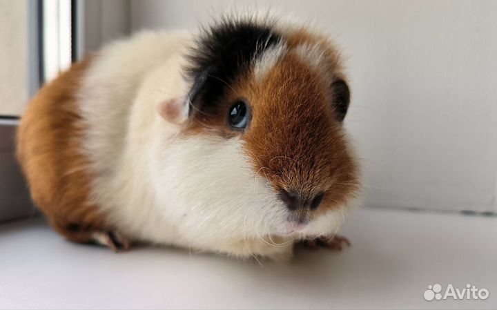 Морская свинка американский тедди самка