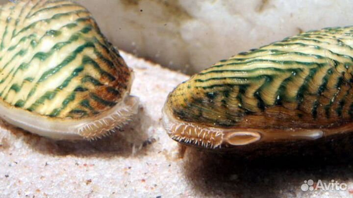 Мидия криспата или Моллюск расписная двустворка