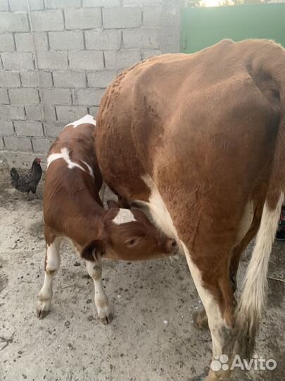 Корова теленок