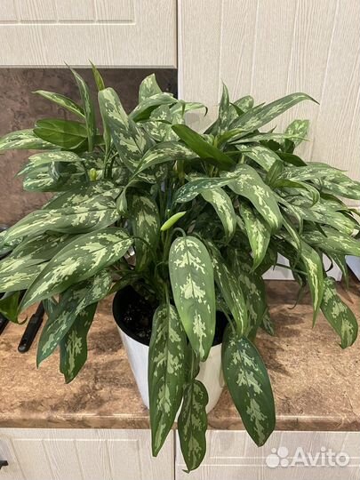 Аглаонема трейба