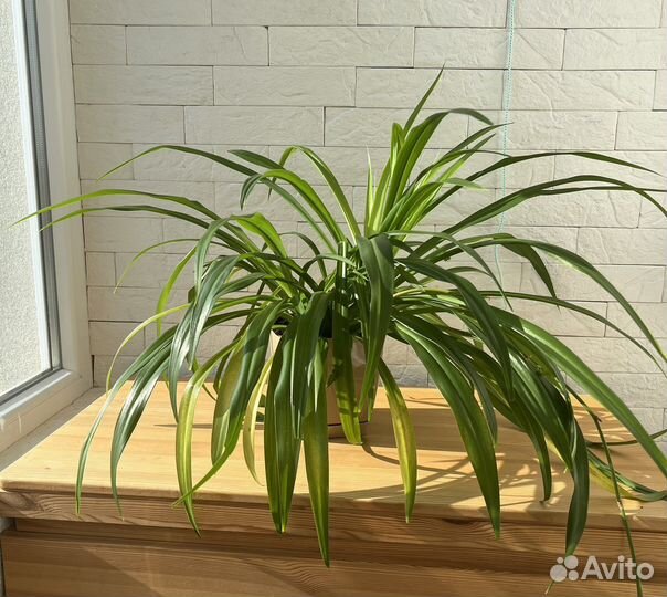 Фуксия ампельная, пеларгония